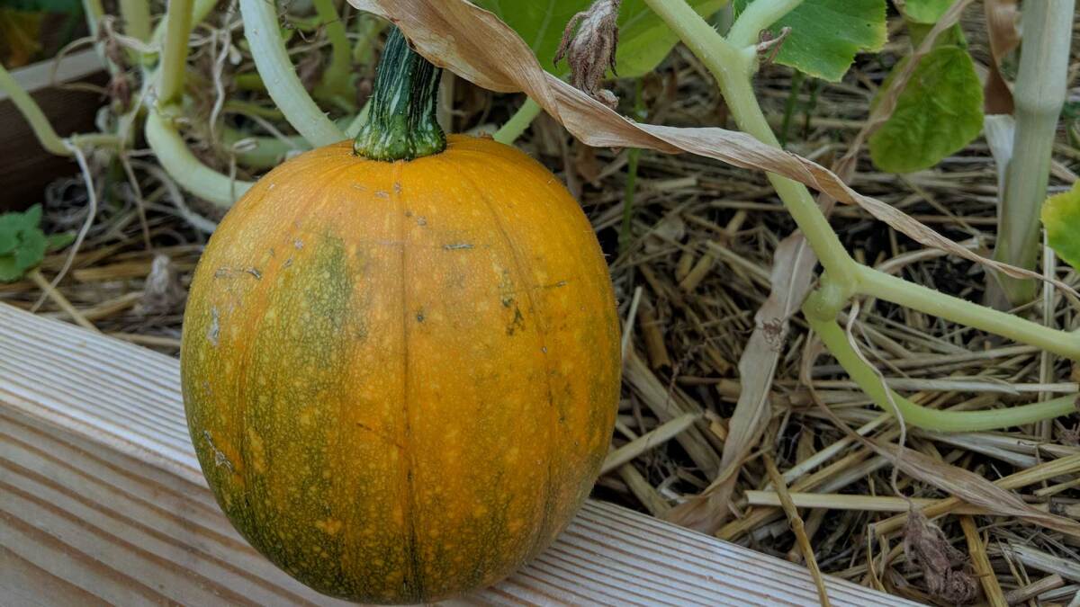 The Best Heat-Resistant Vegetables to Grow in Your Summer Garden